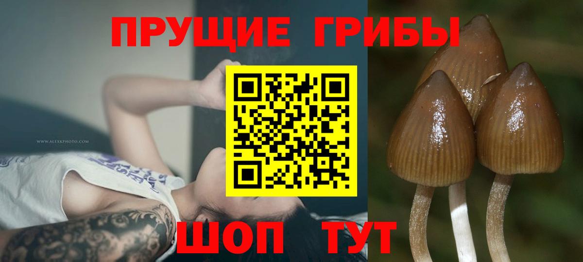 Богданович  Псилоцибиновые грибы прущие грибы  Вход с VPN 